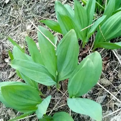 黑龙江牡丹江海林市葱仔 黑土寒地纯茖葱(山葱)(寒葱)