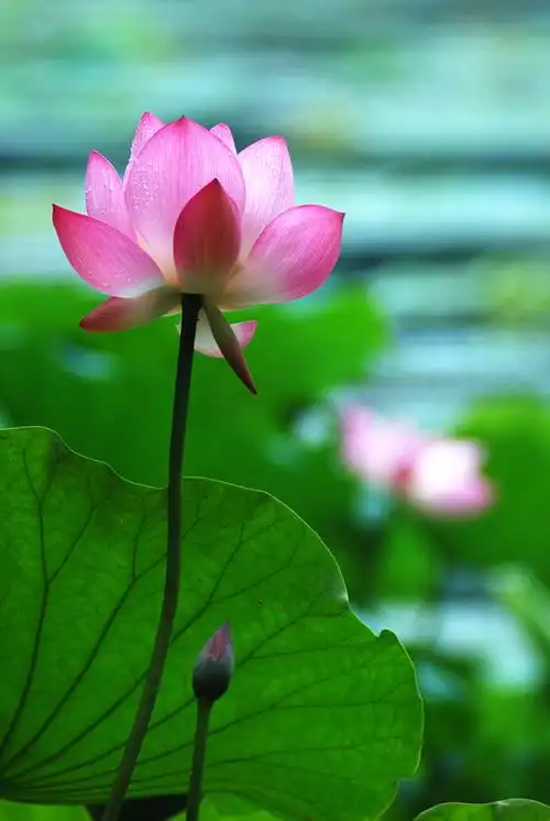 我是佛前的一朵青莲 - 烟雨红尘 - 烟雨红尘的博客