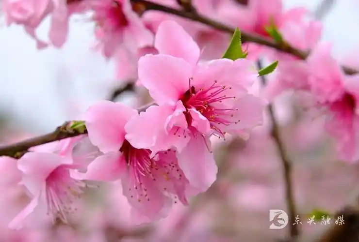 玩转内江美醉了内江这里桃花盛开