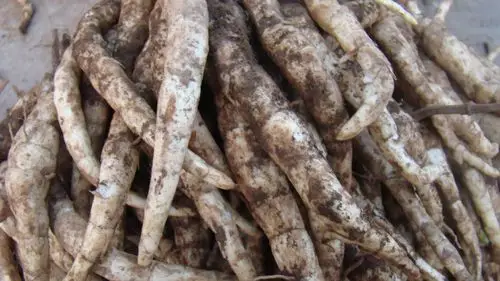 禁忌人群:胃炎,肠炎患者不宜食用地笋.