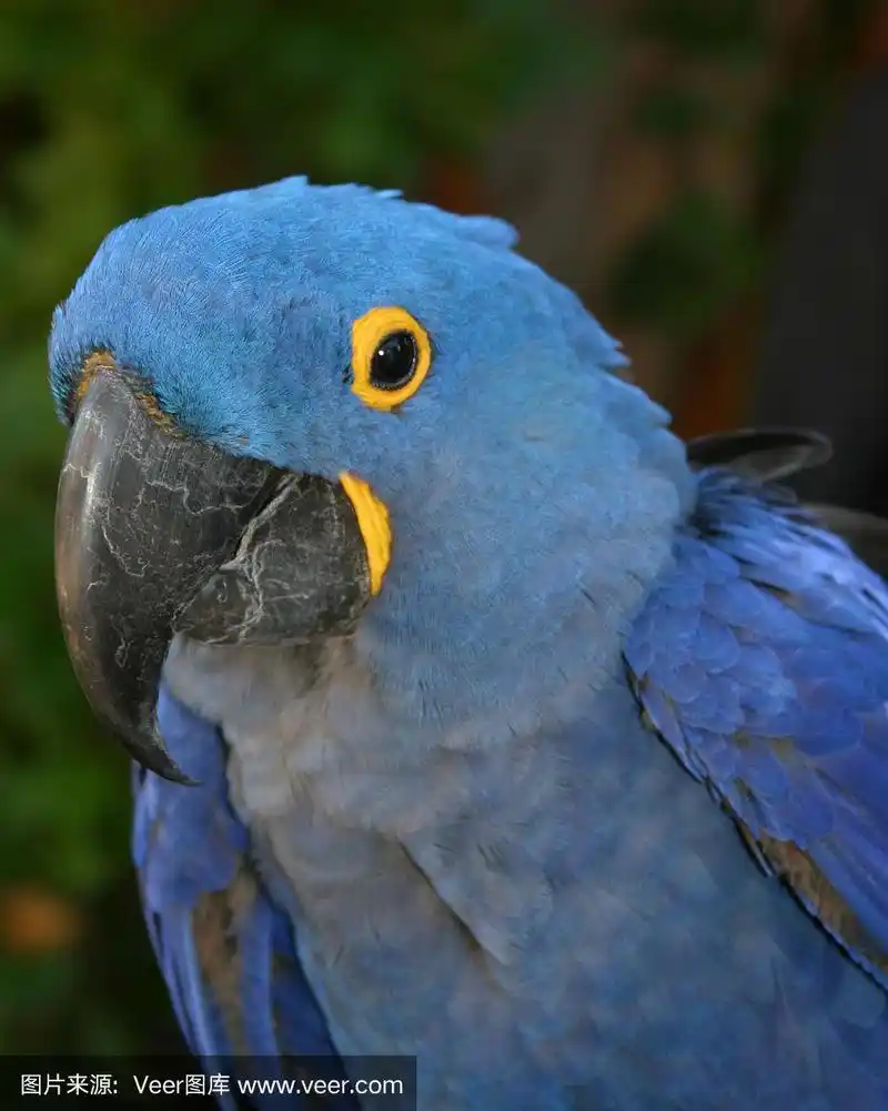 蓝色的鹦鹉