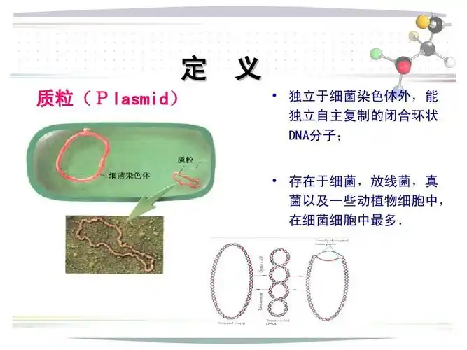 质粒dna提取原理,步骤,凝胶电泳分析及其应用