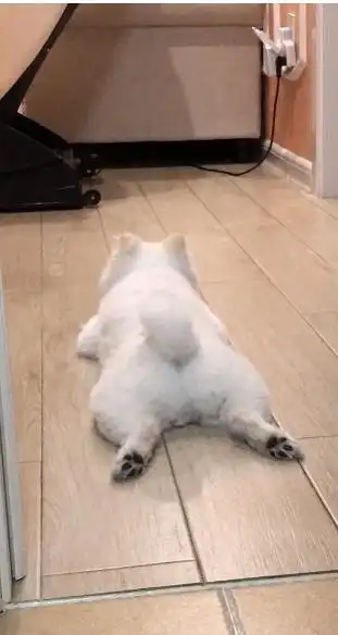 救命啊你们的狗狗喜欢这样趴着吗