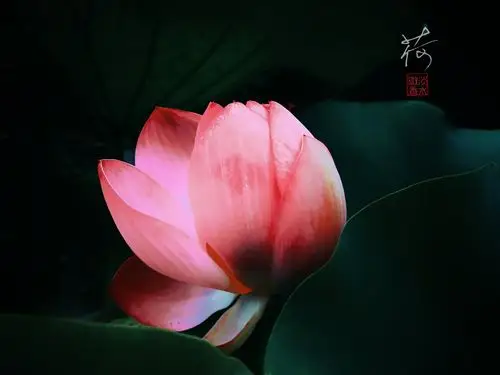 静心听花语《手机摄影》