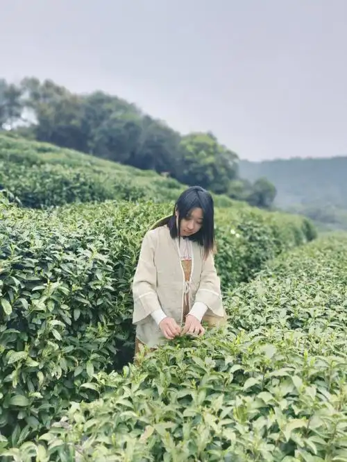 而且还是明前茶哦9995采茶:两叶一心,心比叶高,才可以95炒茶:要