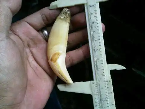 求真正的老虎牙一颗.想知道价格.是真老虎的牙.