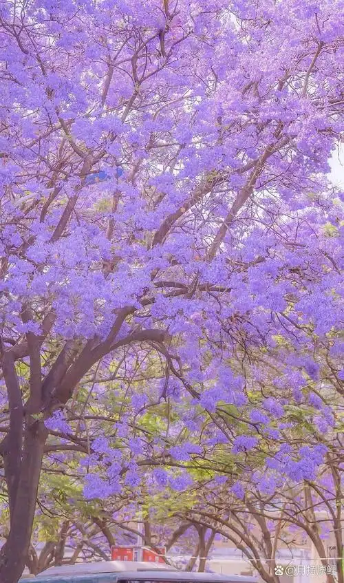 紫色系列浪漫壁纸 听说紫色代表浪漫   紫色的花,紫色的心情,紫色的