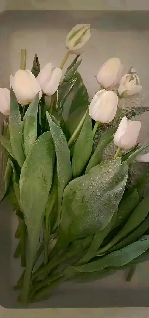 97绿色ins风手机壁纸95