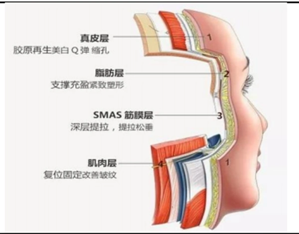 面部组织结构层次