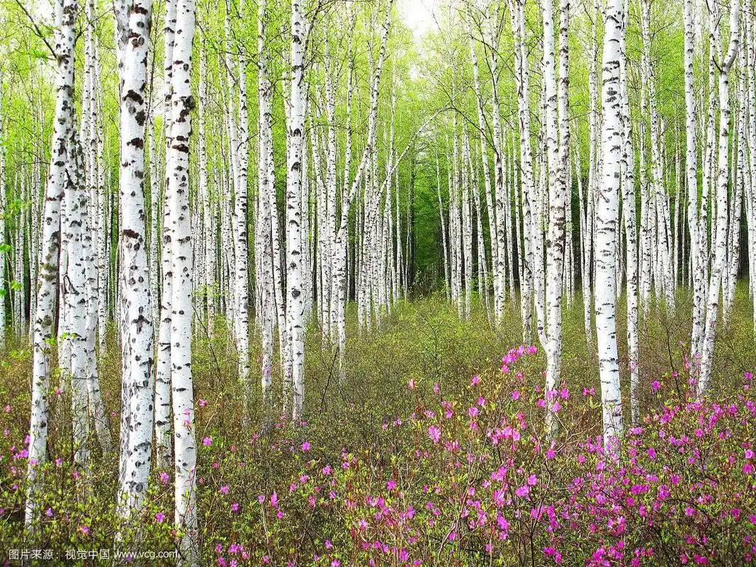 大兴安岭春季白桦林