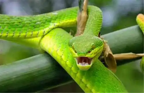 警惕现代婚姻为什么不幸福快马上把这七条毒蛇赶跑