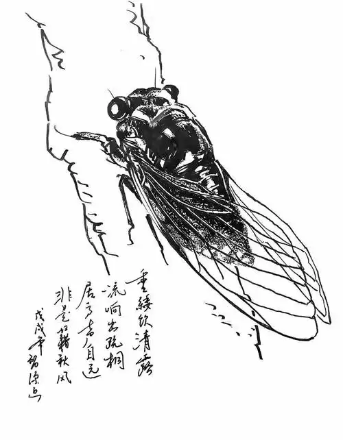 钢笔画蝉,细致入微,太棒啦!