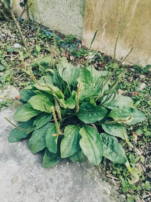 车前草,又名蛤蟆草 - 微啸 - 图虫