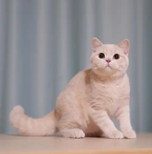 皮卡丘弟弟四月龄留念超级甜美有木有#乳色英短  #英短乳色  #北京猫