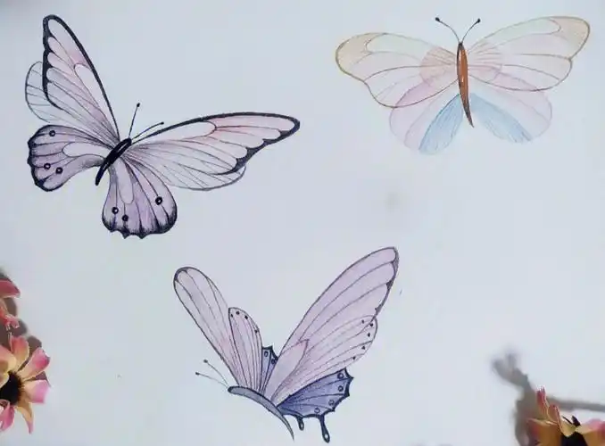 水彩手绘蝴蝶附线稿