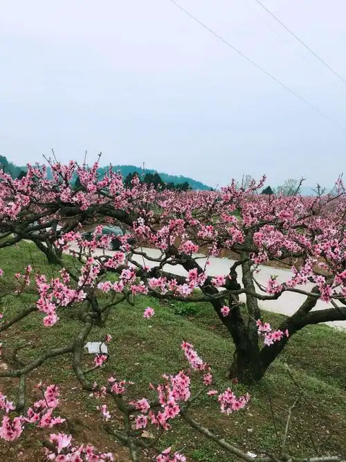 最近朋友圈被各种桃花林刷屏,趁着周末我也跟朋友一起,奔赴一场桃花