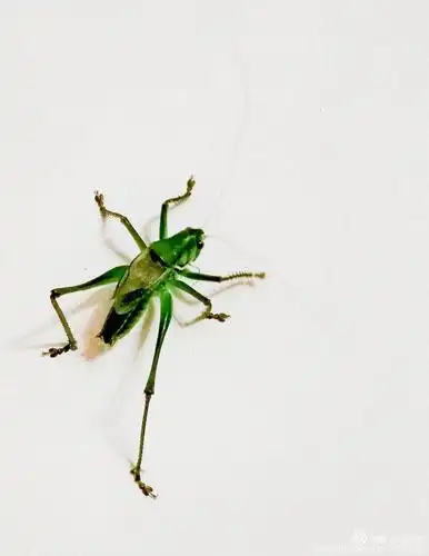 可爱的小精灵蝈蝈