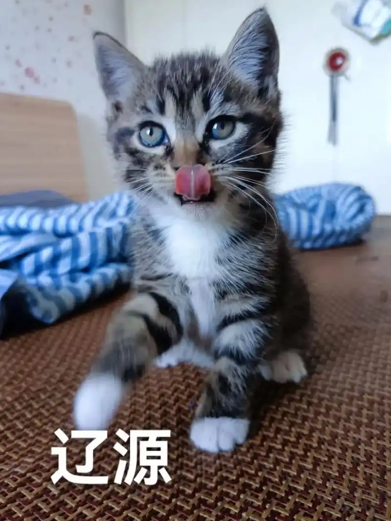 辽源本地美短串串无偿领养.