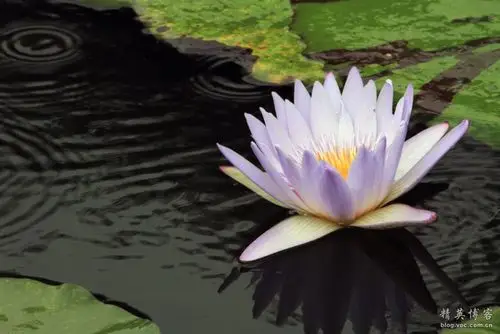 《世界上最美的睡莲-克鲁兹王莲》- 发布者:白山杉 发布时间:2011-08