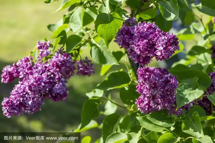 丁香花的寓意和象征