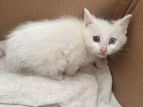 (已领养)鸳鸯眼波斯猫领养