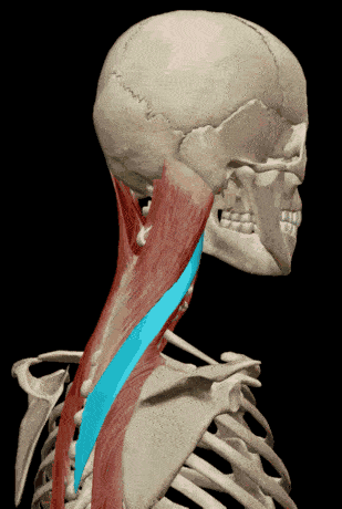 血液供应:头夹肌由颈深动脉供血,颈夹肌由枕动脉供血一个好的方法技巧