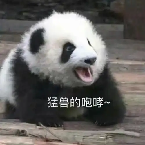 萌宠熊猫猛兽的咆哮啊啊啊搞怪憨憨gif动图_动态图_表情包下载_soogif