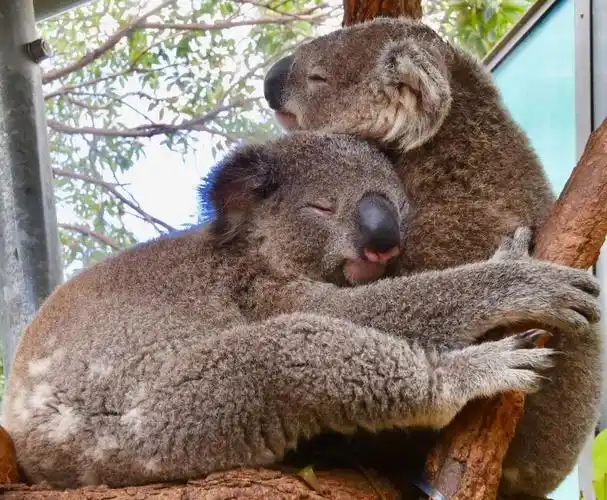 【国际拥抱日】拥抱的3.17秒我们在想些什么?