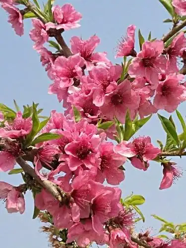 这里的桃花开得非常漂亮,花朵大而且颜色鲜艳,看那满树盛开的桃花,真
