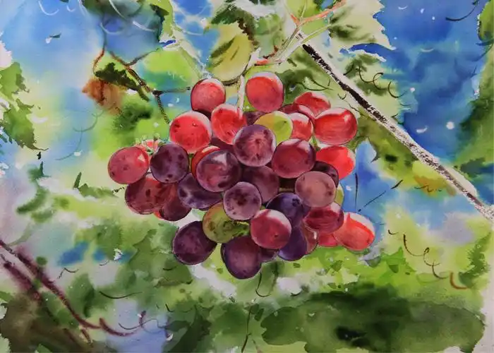 水彩写实水果01