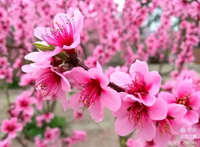 桃花盛开的时节(手机摄影)