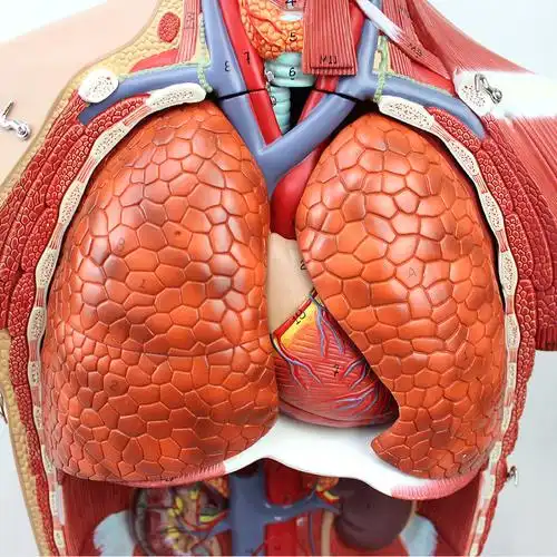 结构模型器官解剖内脏躯干人体可拆卸
