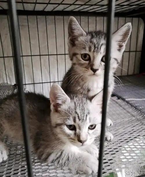 英短狸花混血小母猫求有爱家庭收养