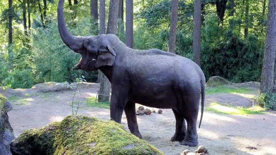 高大的大象图片(8/13)