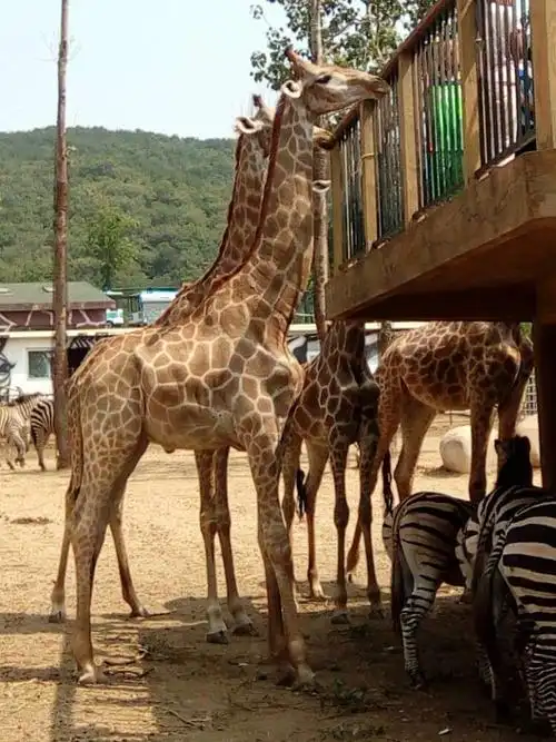 大连森林动物园踏青