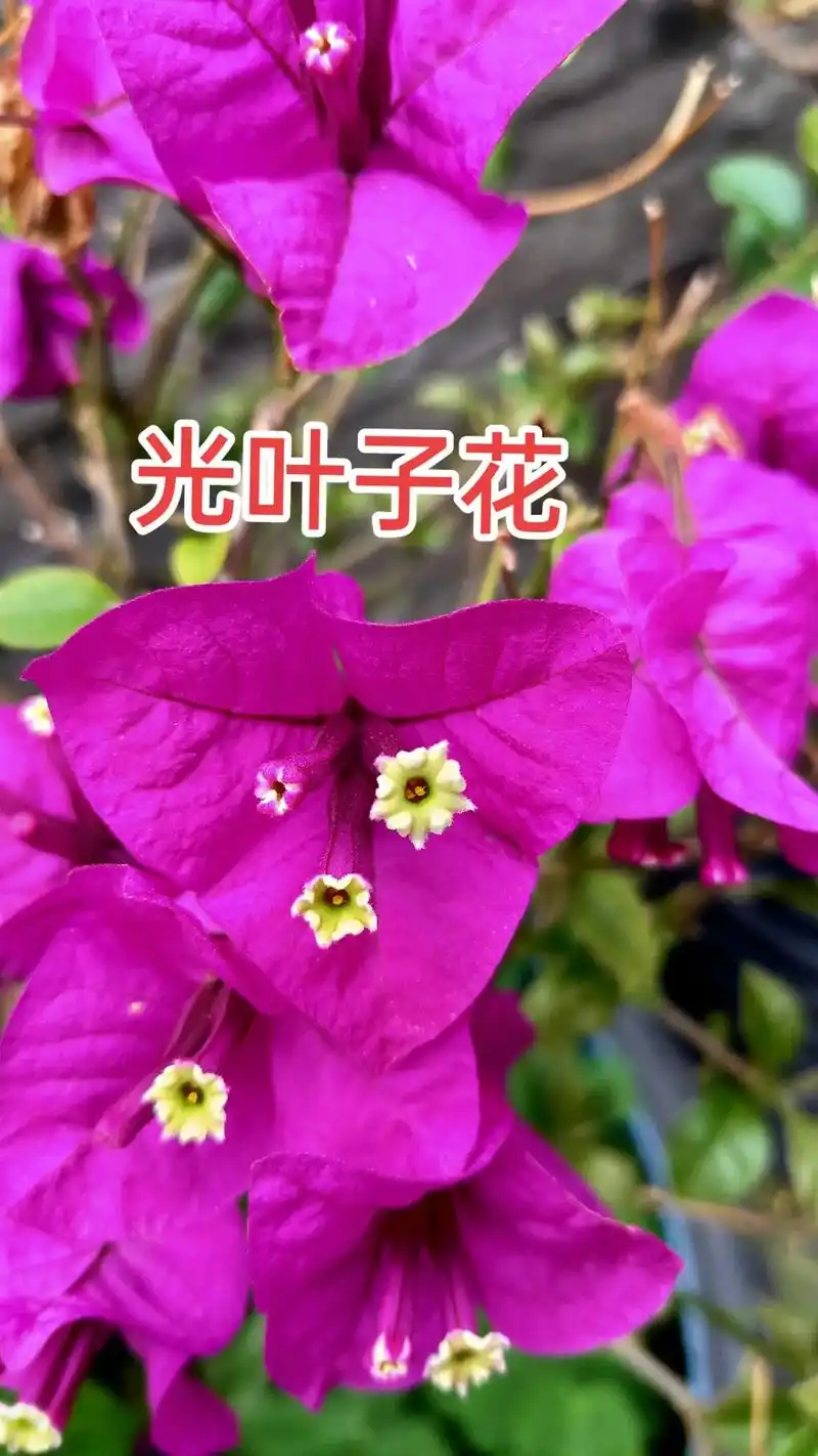 三角梅三角花#植物科普 #你的家乡有这种植物吗 - 抖音