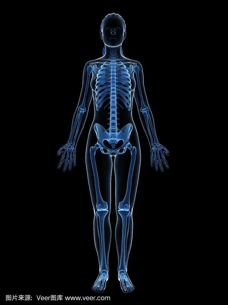 蓝色女性骨骼-全身