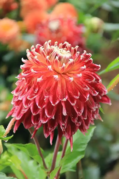 大丽花开美艳艳(取景昆明捞鱼河公园)