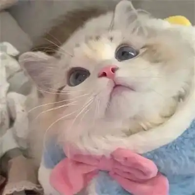 2022呆萌猫咪头像可爱治愈高清 呆萌可爱猫咪头像图片大全_动物头像