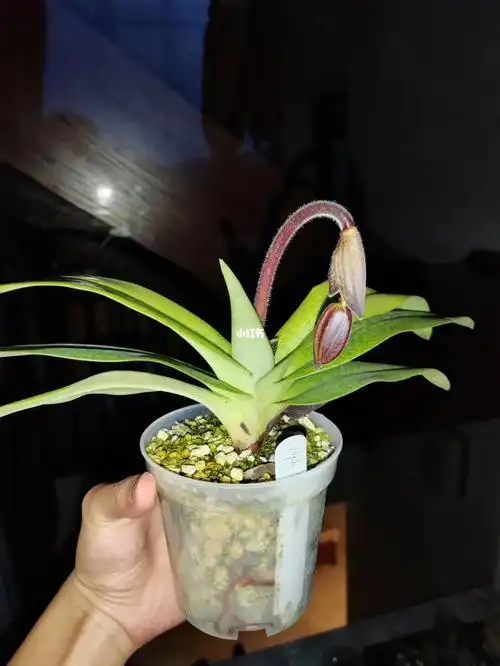 今日红国王兜兰