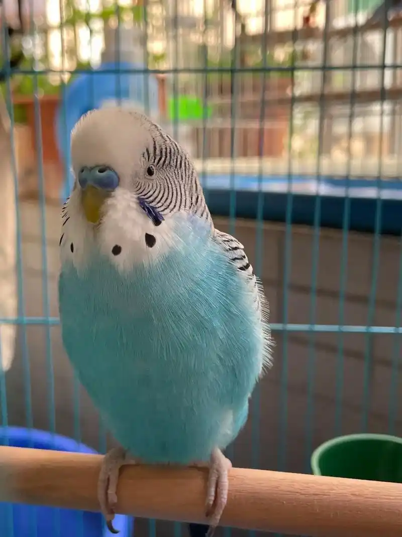 蓝色公虎皮鹦鹉毛色亮丽顺滑鹦鹉00虎皮鹦鹉养鸟萌宠呆呆鸟