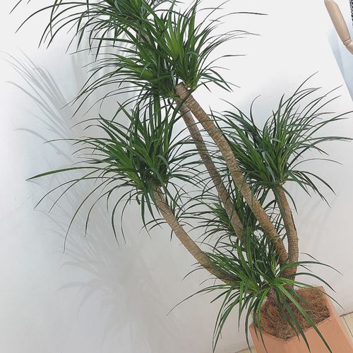珠海龙血盆景大型植物室内造型龙须树绿植龙须兰大型绿植