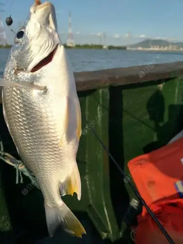 船钓西江附近桥底,暗钉黄脚鱲小爆护