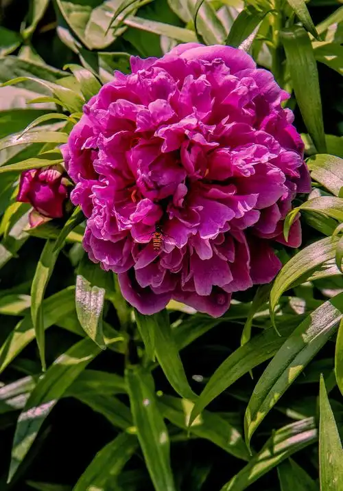 红芍药惊艳盛开