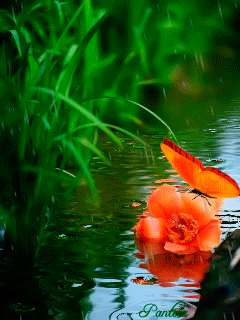 240_320竖版 竖屏gif 动态图 动图