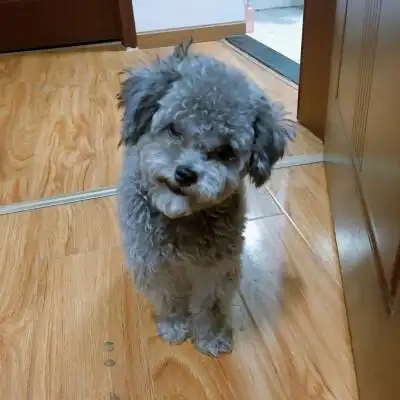 歪头的动漫少女