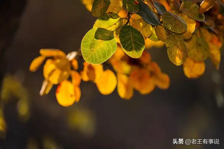 描写秋天的句子景色优美适合黄昏的唯美句子