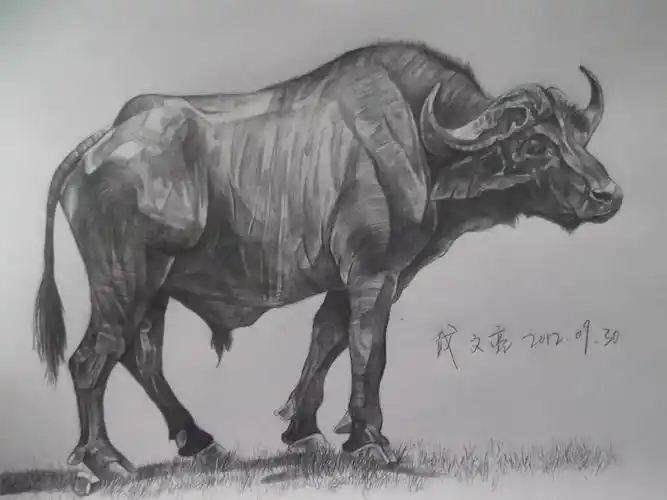 非洲水牛|纯艺术|素描|捉鬼少年 - 原创作品 - 站酷 (zcool)