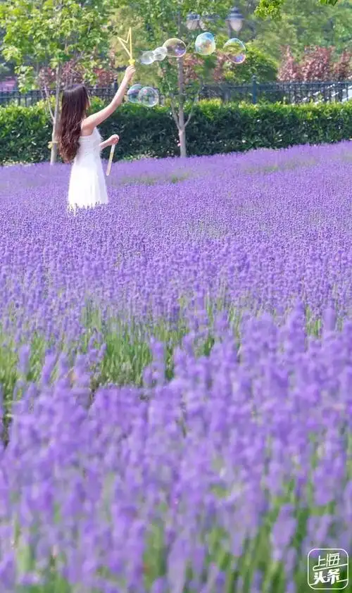 比如头戴一个米奇发箍 假装逛完迪士尼再来逛薰衣草公园 4 花海里吹