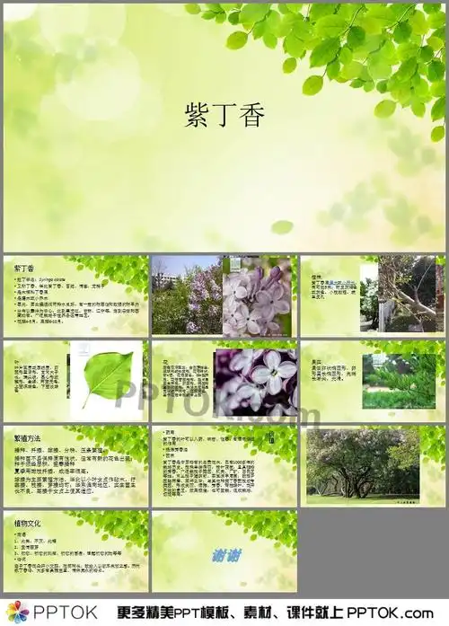 ppt内容这是紫丁香介绍ppt,包括了紫丁香简介,植株,叶,花,果实,繁殖
